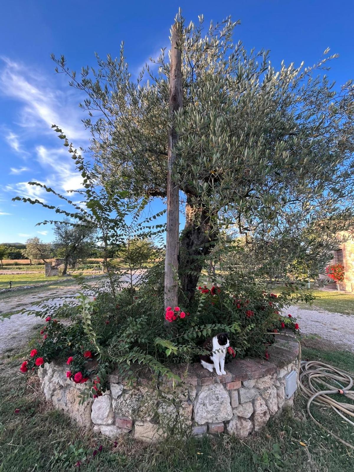Agriturismo Podere Dell' Olmo Амелиа Экстерьер фото